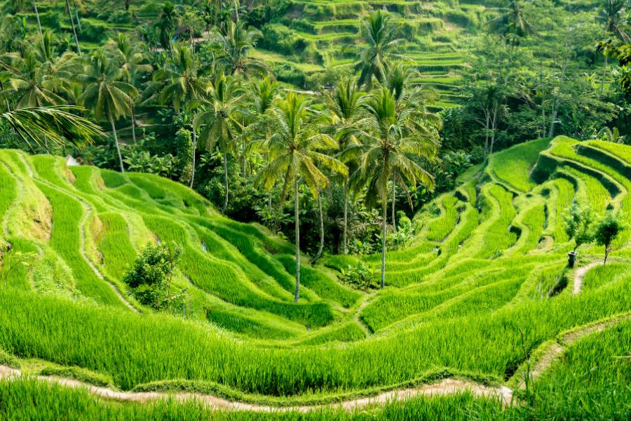 Indonesia Luxury Tours Ubud Bali lush green rice terraces with tropical palm trees