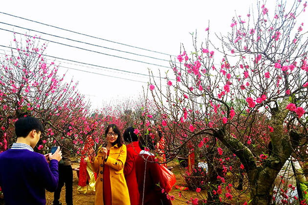 peach blossom - tet holidays vietnam 2020