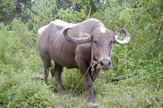 Vietnamese Zodiac Animals - buffalo